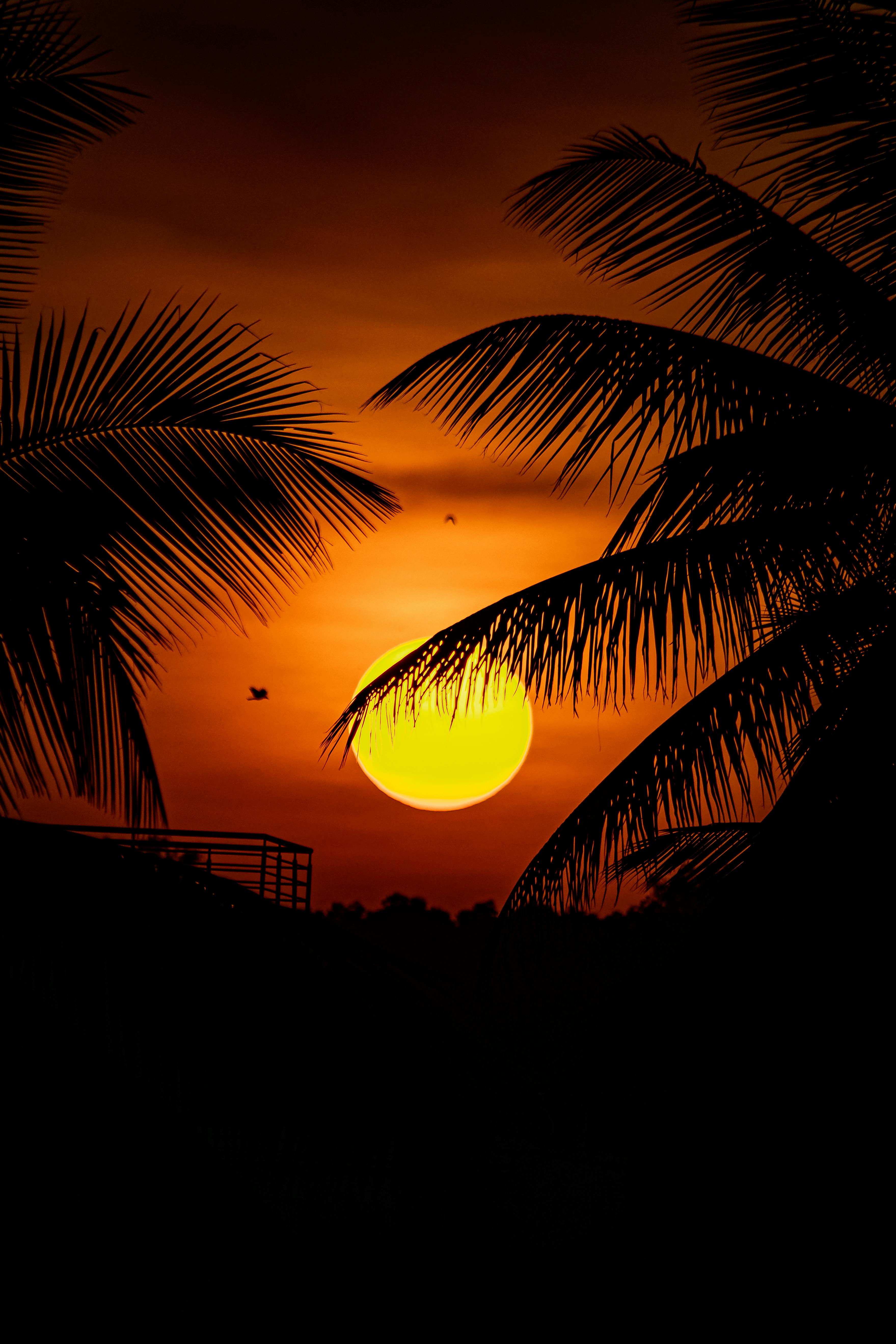 Stunning silhouette of palm trees against a vibrant orange sunset, capturing the beauty of nature.