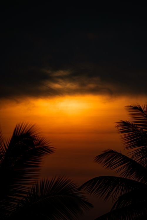 Free Silhouetted palm trees against a vibrant tropical sunset sky, creating a serene and dramatic atmosphere. Stock Photo