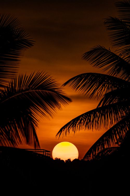 Free Dramatic sunset framed by palm trees, perfect for mobile wallpaper and nature enthusiasts. Stock Photo