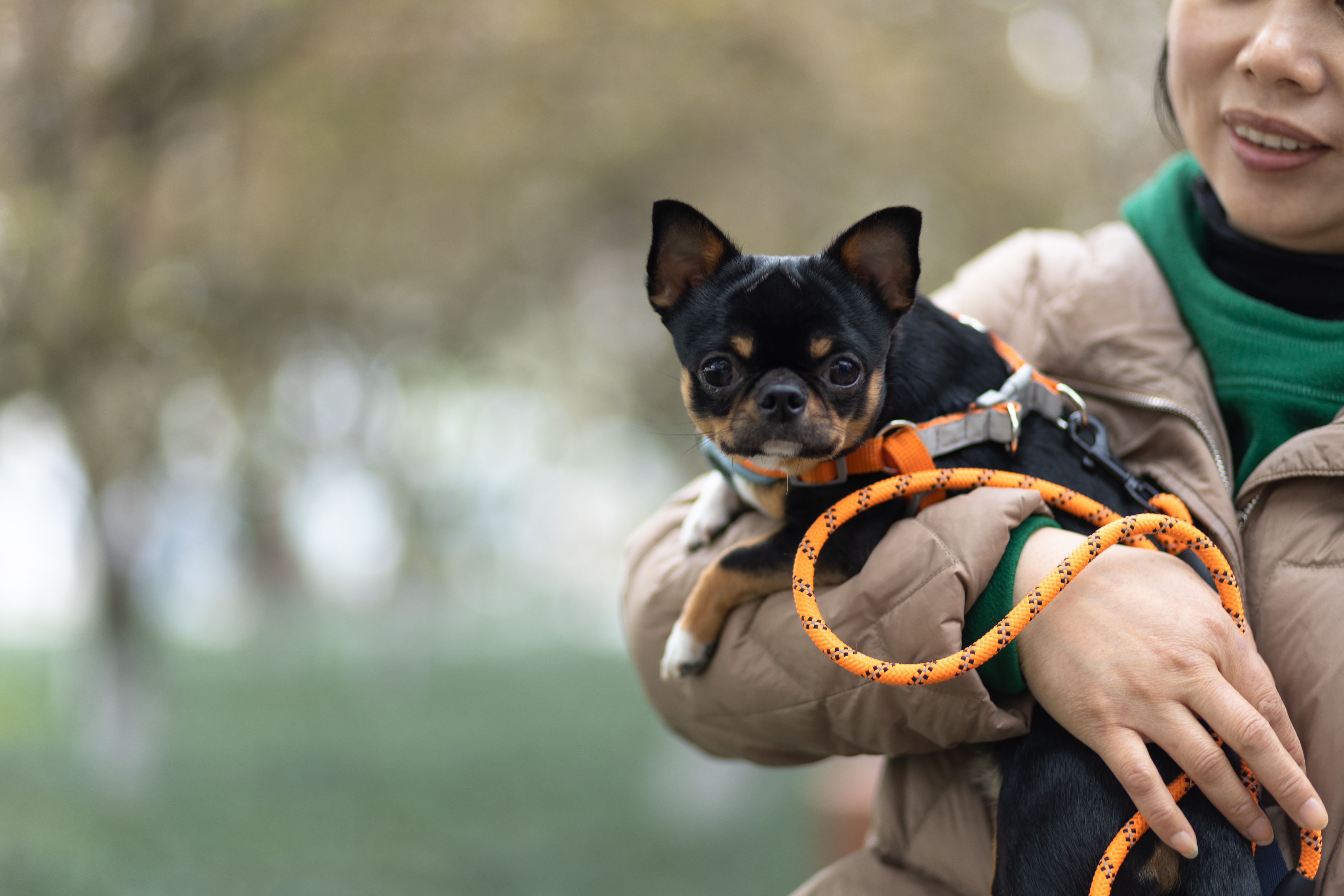 pet insurance pet wellness — Photo by Ansel Lee on Pexels