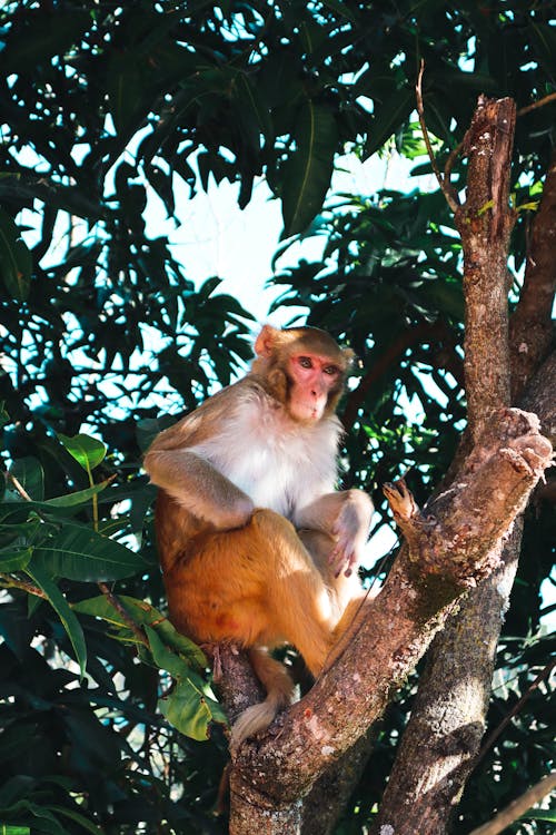 3.000+ melhores imagens de Macaco · Download 100% grátis · Fotos  profissionais do Pexels