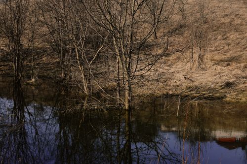 Free Quiet pond reflects leafless trees in a serene nature setting, capturing calmness and tranquility. Stock Photo