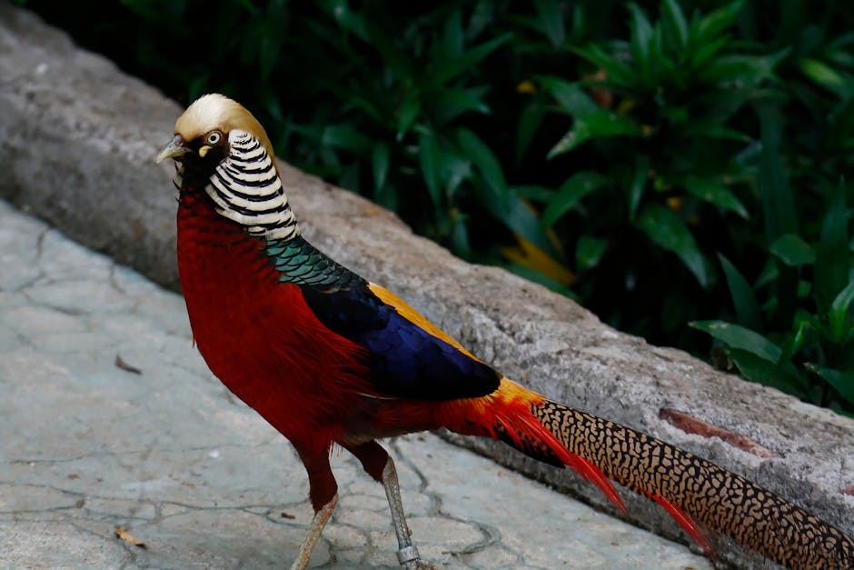 Close up of Colorful Pheasant