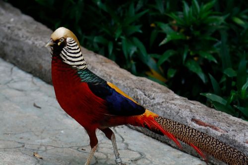 Free Close-up of a vibrant Golden Pheasant outdoors in Mumbai, India. Stock Photo