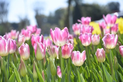 Gratis arkivbilde med blomster, blomsterblad, blomstre