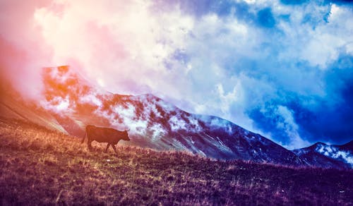 Free stock photo of animal, bull, clouds