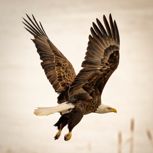 Free Flying Bald Eagle Stock Photo