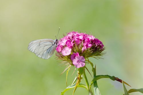 Free Grey Butterfly Perching on Purple Petal Flower Stock Photo