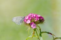 鲜艳的粉红色花朵上，优雅的白色蝴蝶翩翩起舞，展现出夏季花园里大自然的优雅