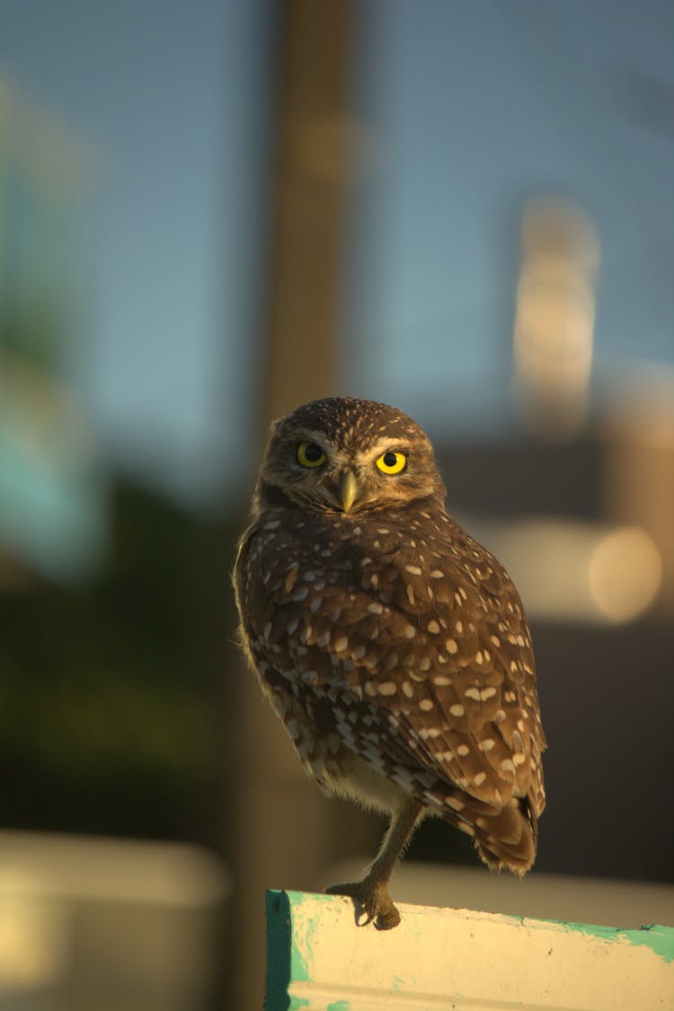 A Portrait Of A Dark Owl