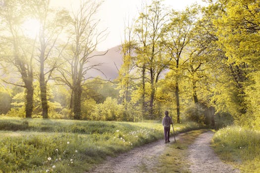 阳光普照的春日，一个人走在树木环绕的森林小路上，宁静而祥和