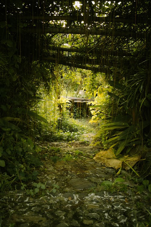 Fotobanka s bezplatnými fotkami na tému chodníky pre chodcov, džungľa, flóra