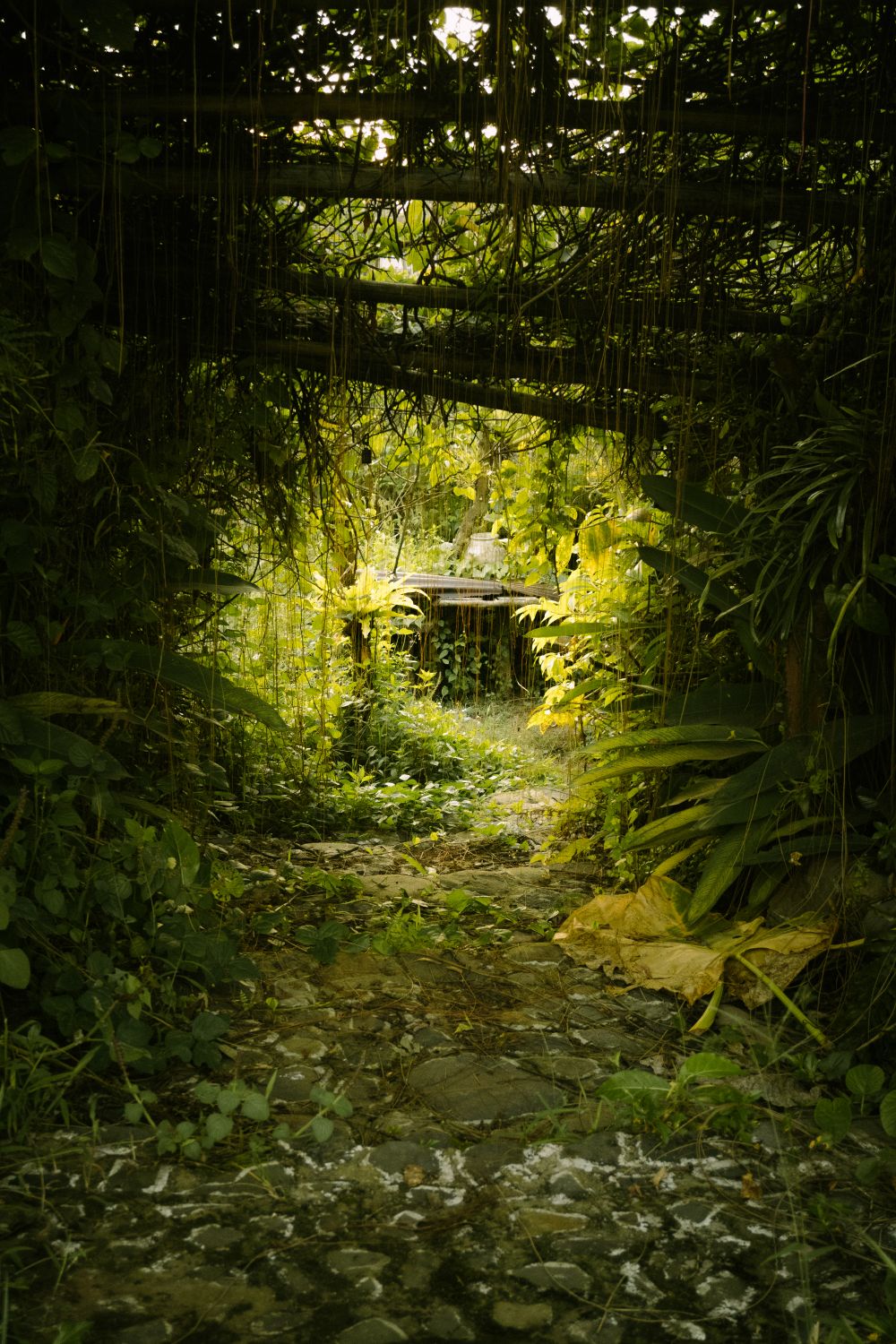 Stone walkway through dense green jungle