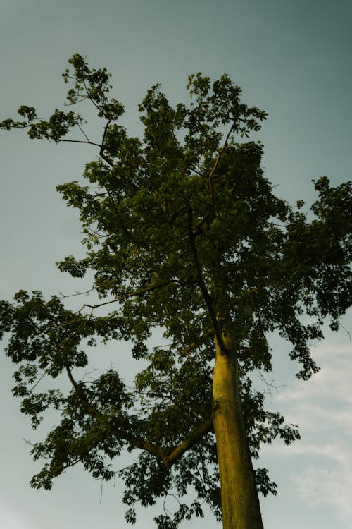 Darmowe zdjęcie z galerii z drzewa, drzewo, natura