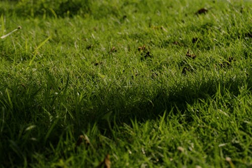 Darmowe zdjęcie z galerii z natura, trawa, trawy