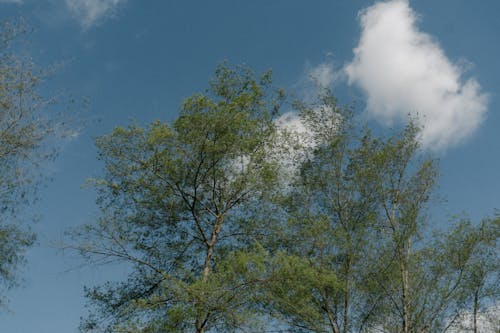 Darmowe zdjęcie z galerii z błękitne niebo, chmury, drzewa