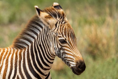 Free A detailed close-up of a young zebra's head in a natural setting. Stock Photo