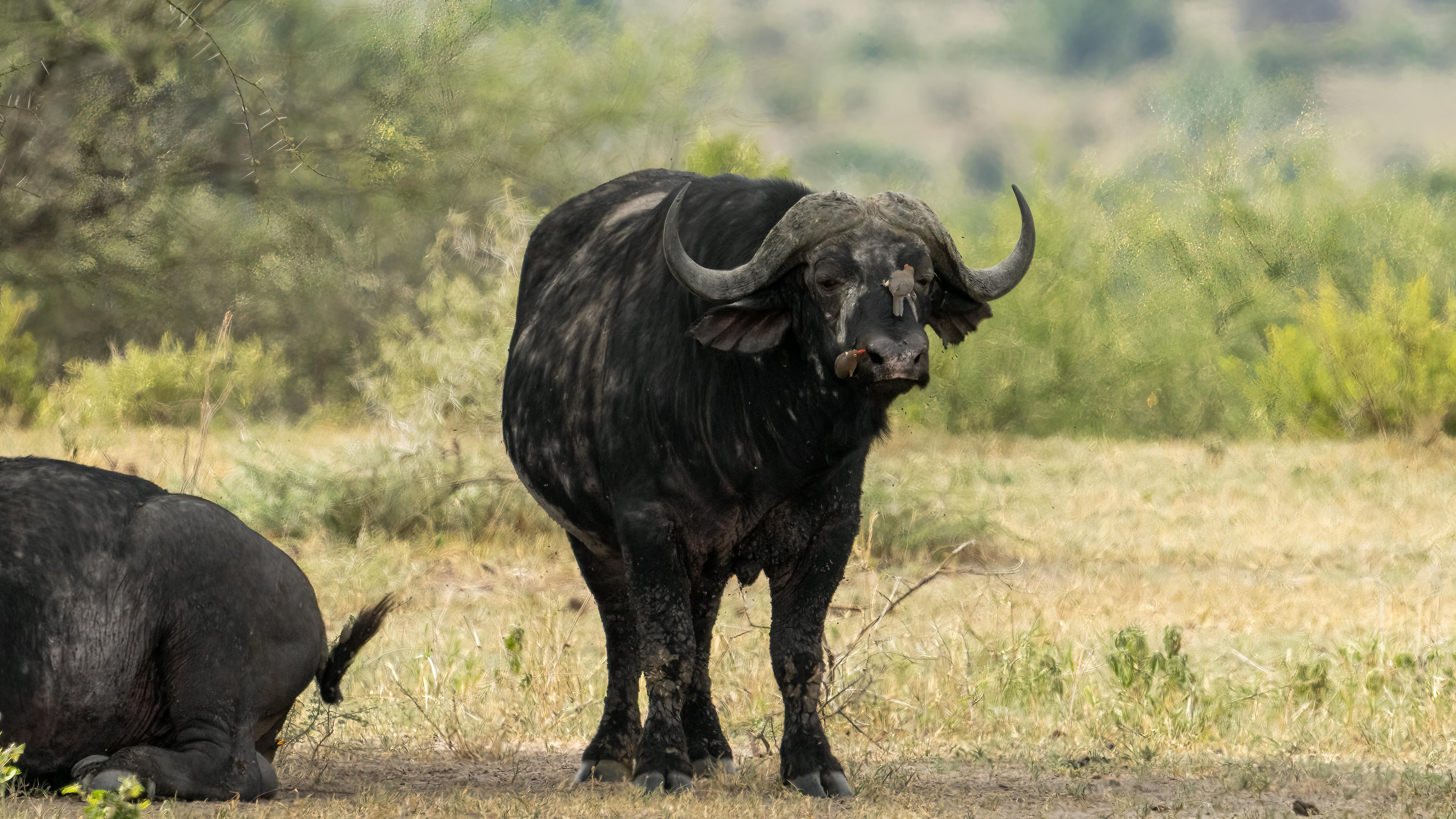 grátis Foto profissional grátis de @exterior, animais selvagens, animal selvagem Foto profissional