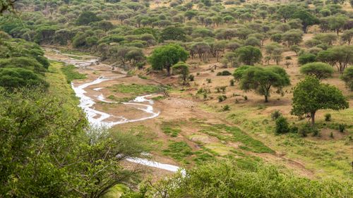 Free Aerial view capturing a tranquil scene of green plains with sparse trees and a meandering river. Stock Photo