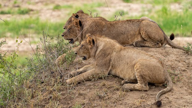 ¿Qué significa soñar con leones sueltos?