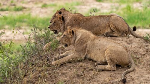 Free Two lions resting on a mound in their natural habitat, showcasing wildlife behavior. Stock Photo