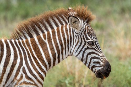 Free Detailed close-up of a zebra showcasing its distinctive black and white stripes in the wild. Stock Photo