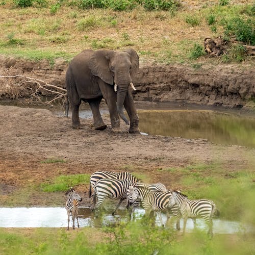 Fotobanka s bezplatnými fotkami na tému africký slon, divočina, Safari