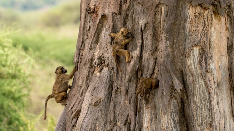 Baby Monkeys Climbing Tree