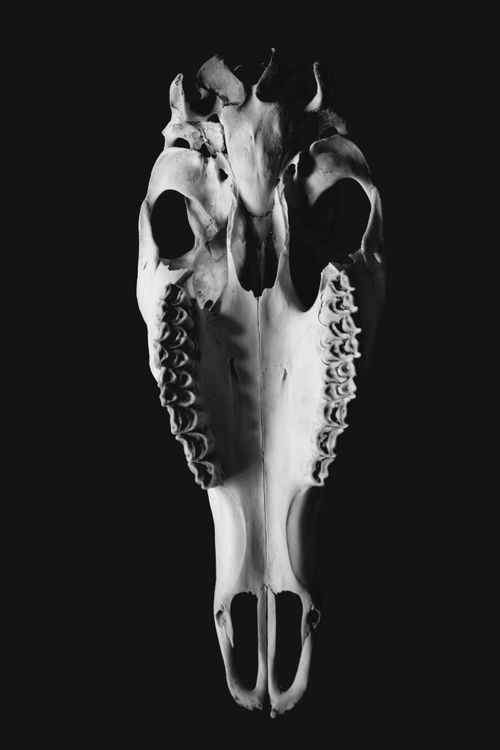 Free Dramatic black and white close-up of a horse skull on a black background. Stock Photo
