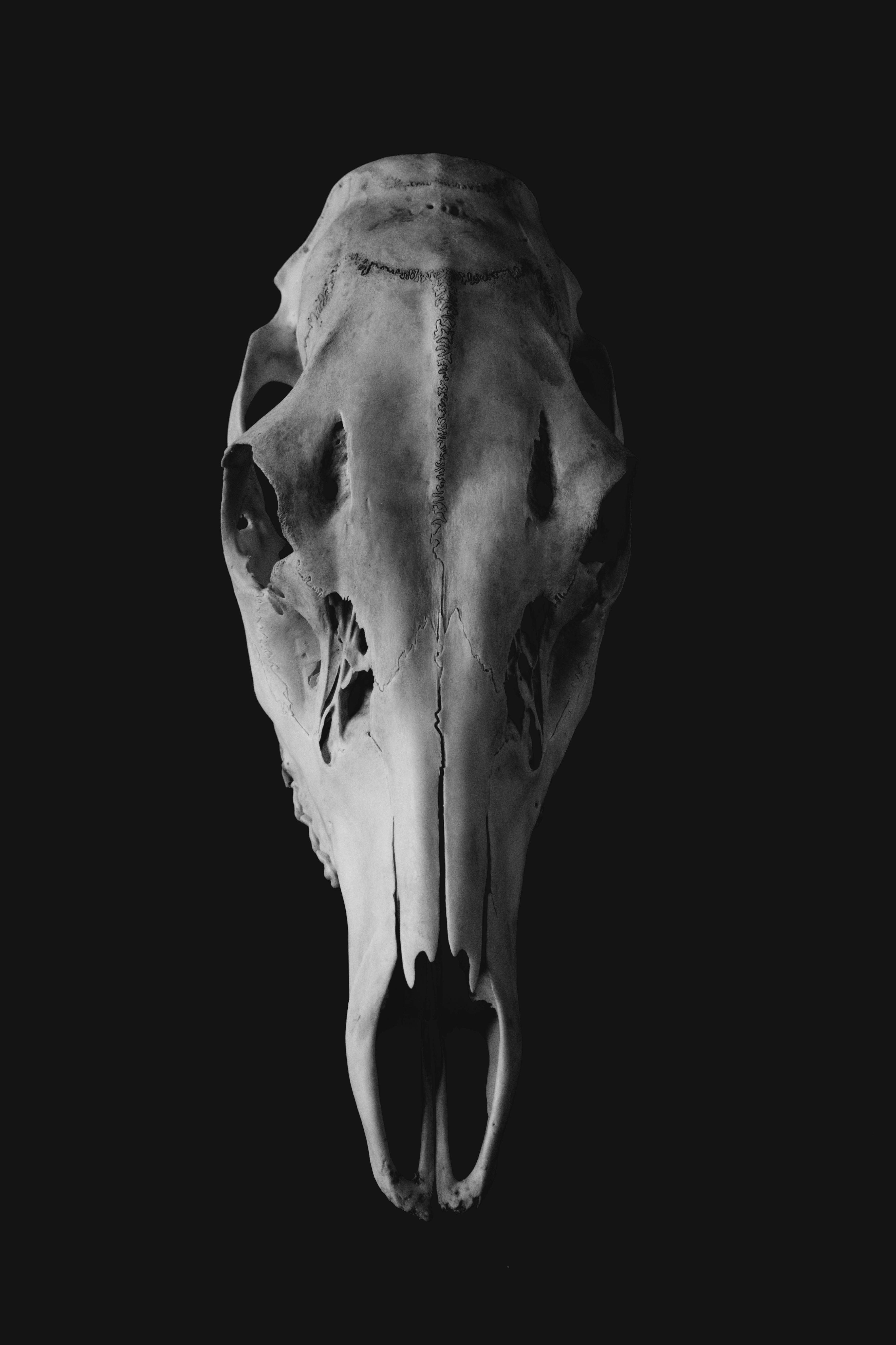 Close-up monochrome shot of an animal skull, highlighting intricate details and texture.