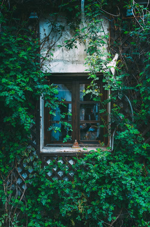 Free Ivy around Windows Stock Photo