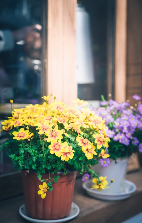 Flowers in Flowerpots