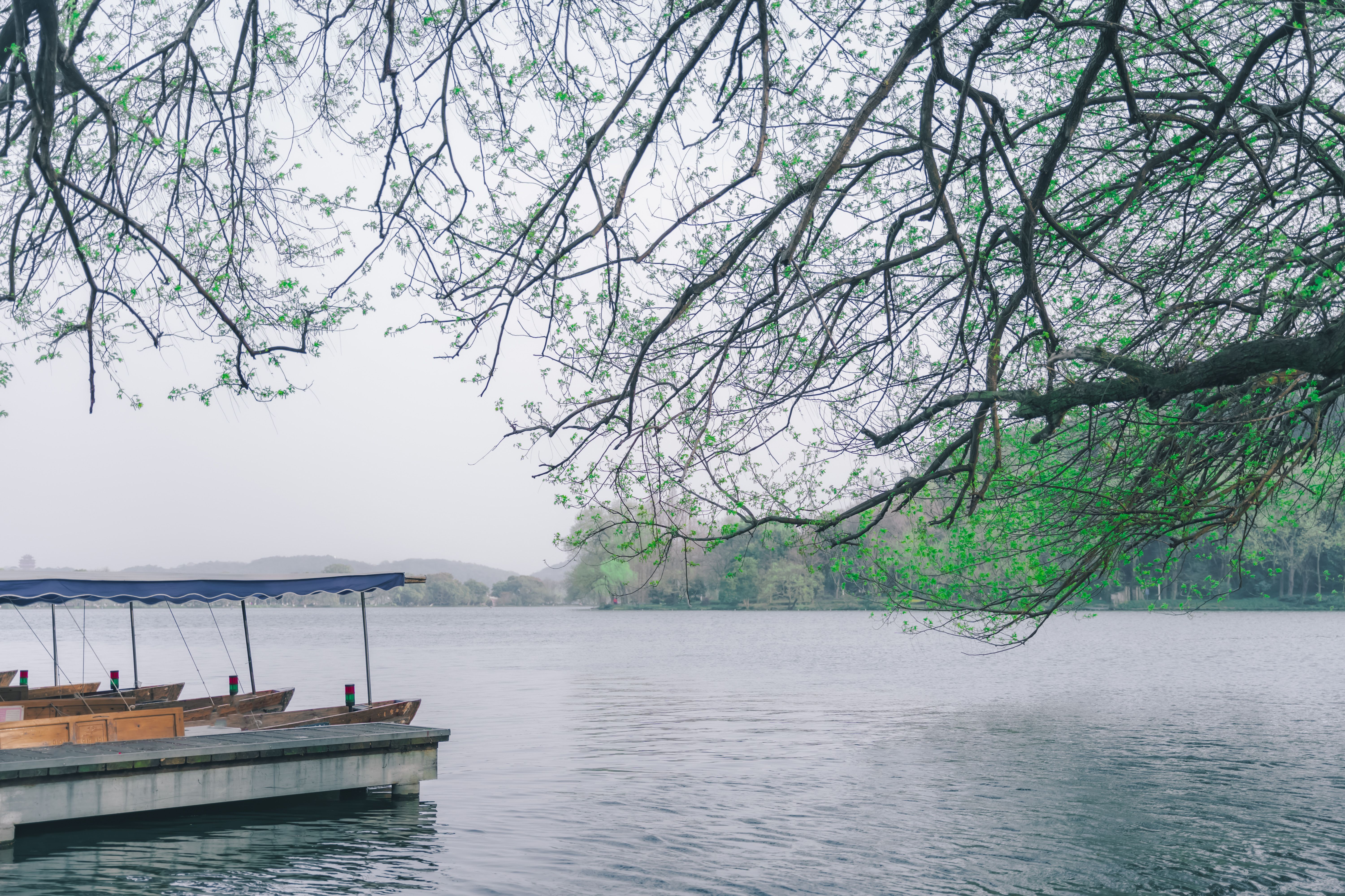 Branches near Pier on River · Free Stock Photo