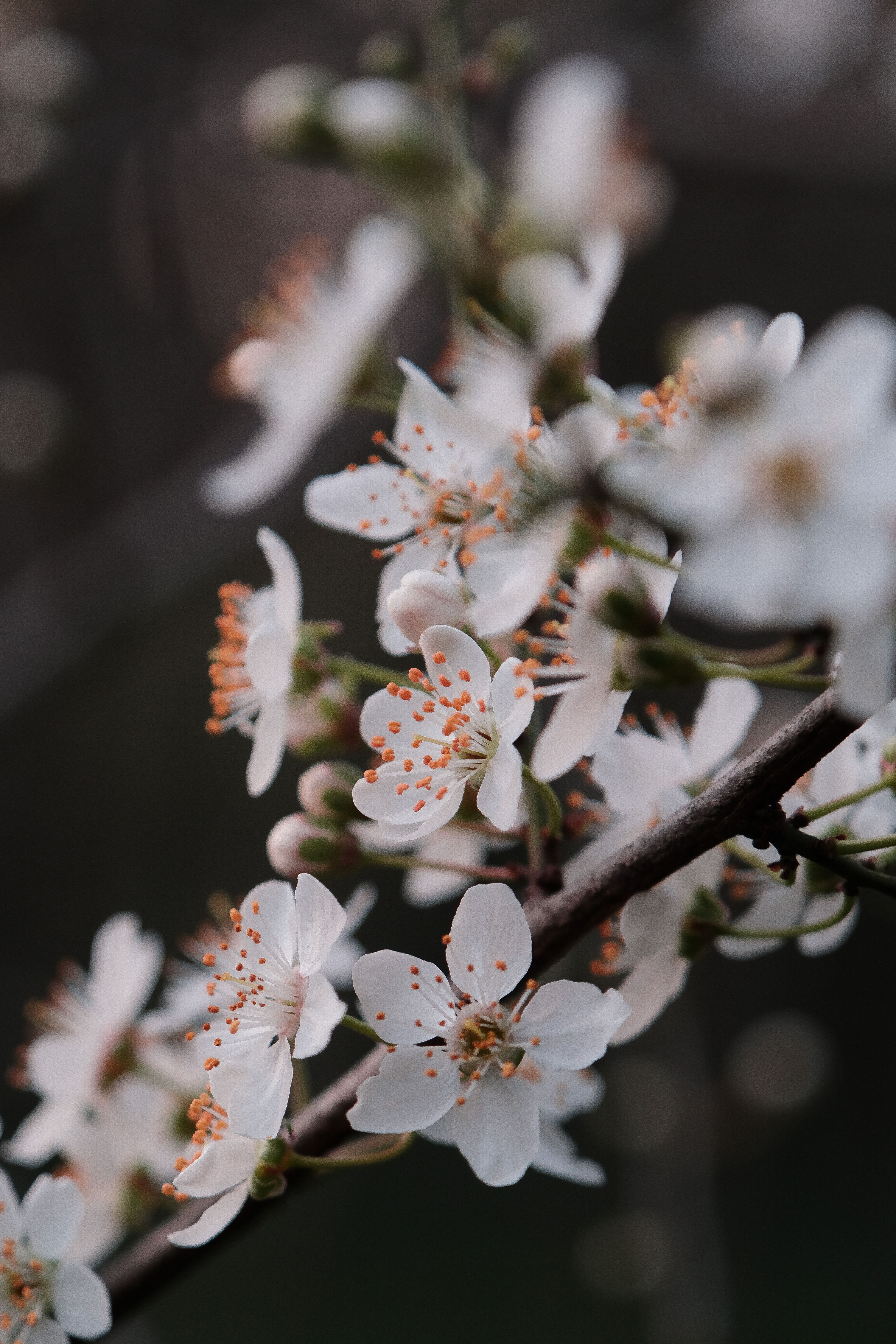 A Close-up of a Cherry Blossoms on the Branch · Free Stock Photo