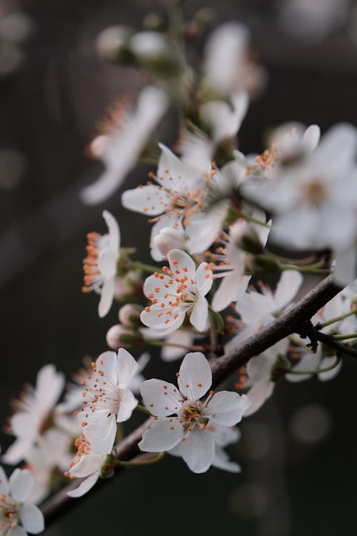 A Close-up of a Cherry Blossoms on the Branch