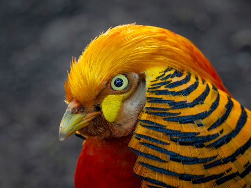Free A stunning close-up of a colorful Golden Pheasant showcasing its vibrant feathers. Stock Photo