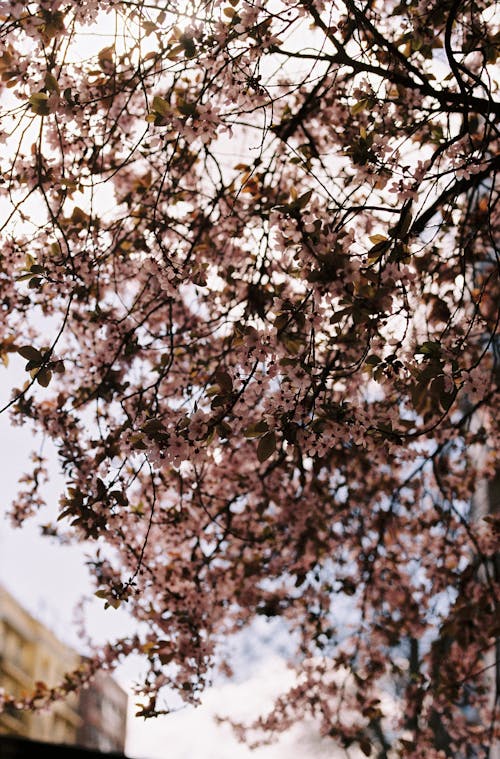 Blossoms on Tree in Spring