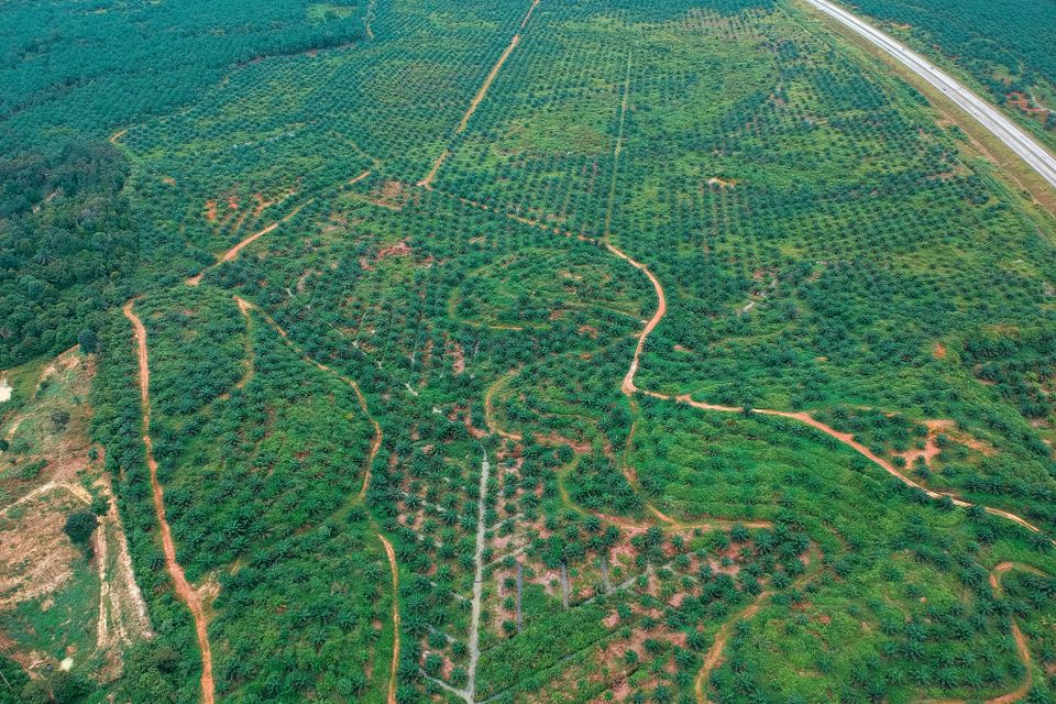 Aerial view of planted oil palm and estate roads in Kemaman, Terengganu