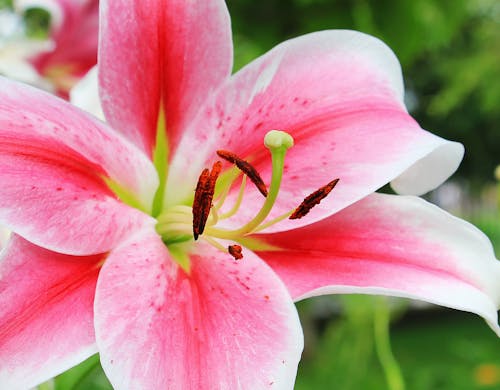 Free Pink and White Petaled Flower Stock Photo