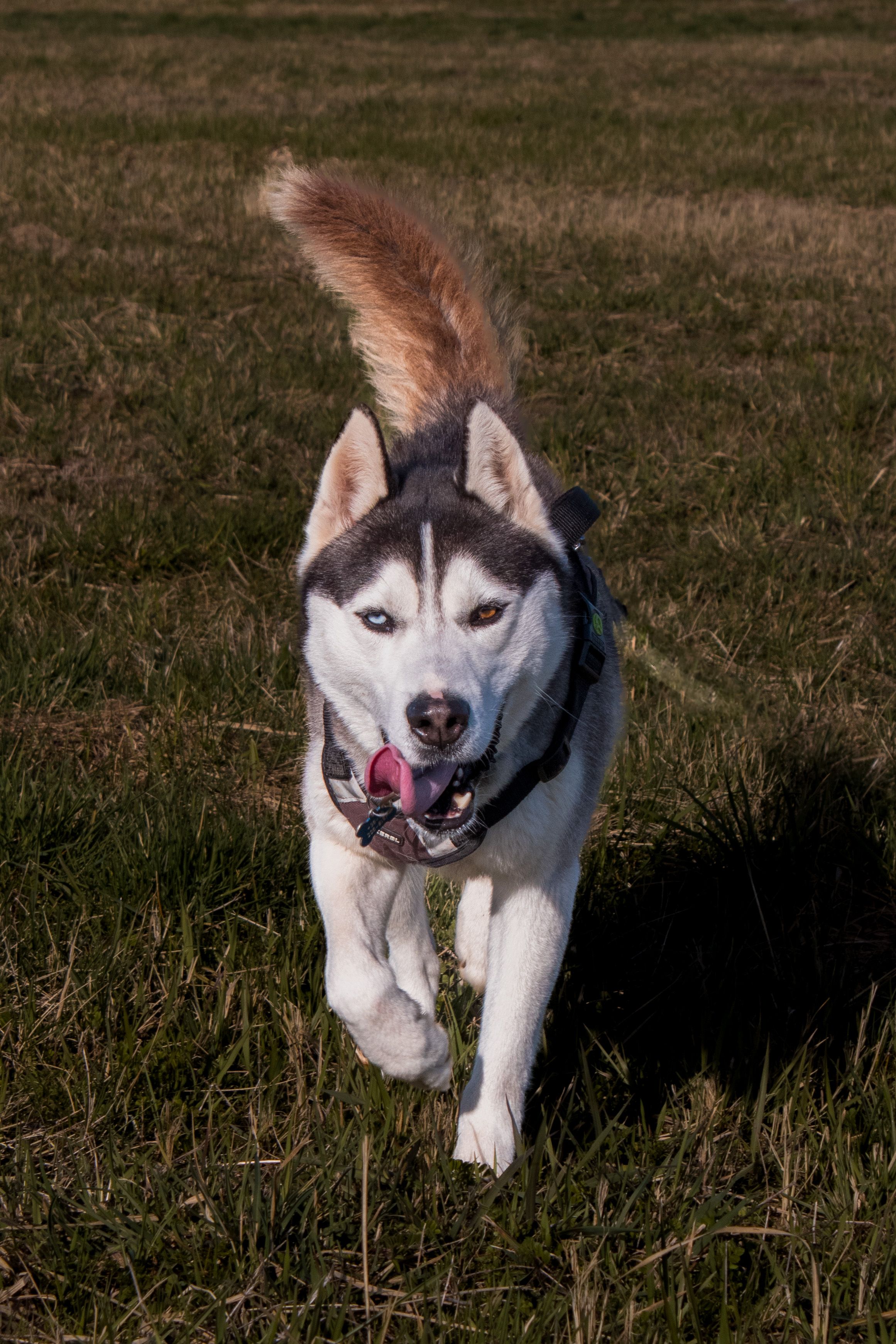 Husky Recall Training: Why Your Siberian Will Never Be 100% Off-Leash (and How to Get Close Enough)