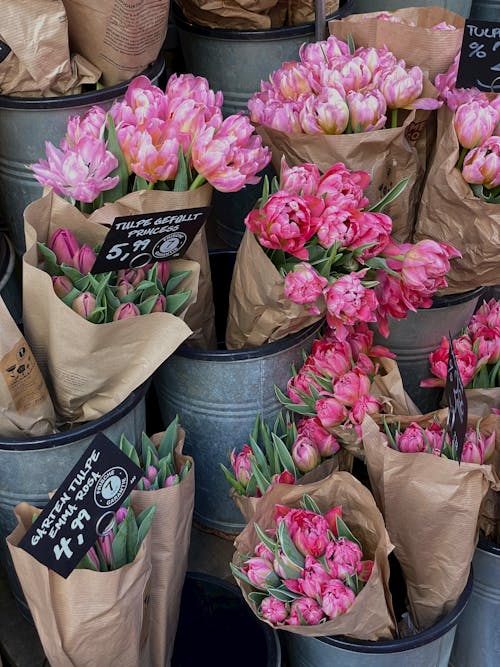 Fotobanka s bezplatnými fotkami na tému displej, maloobchodný predaj, pink tulipány