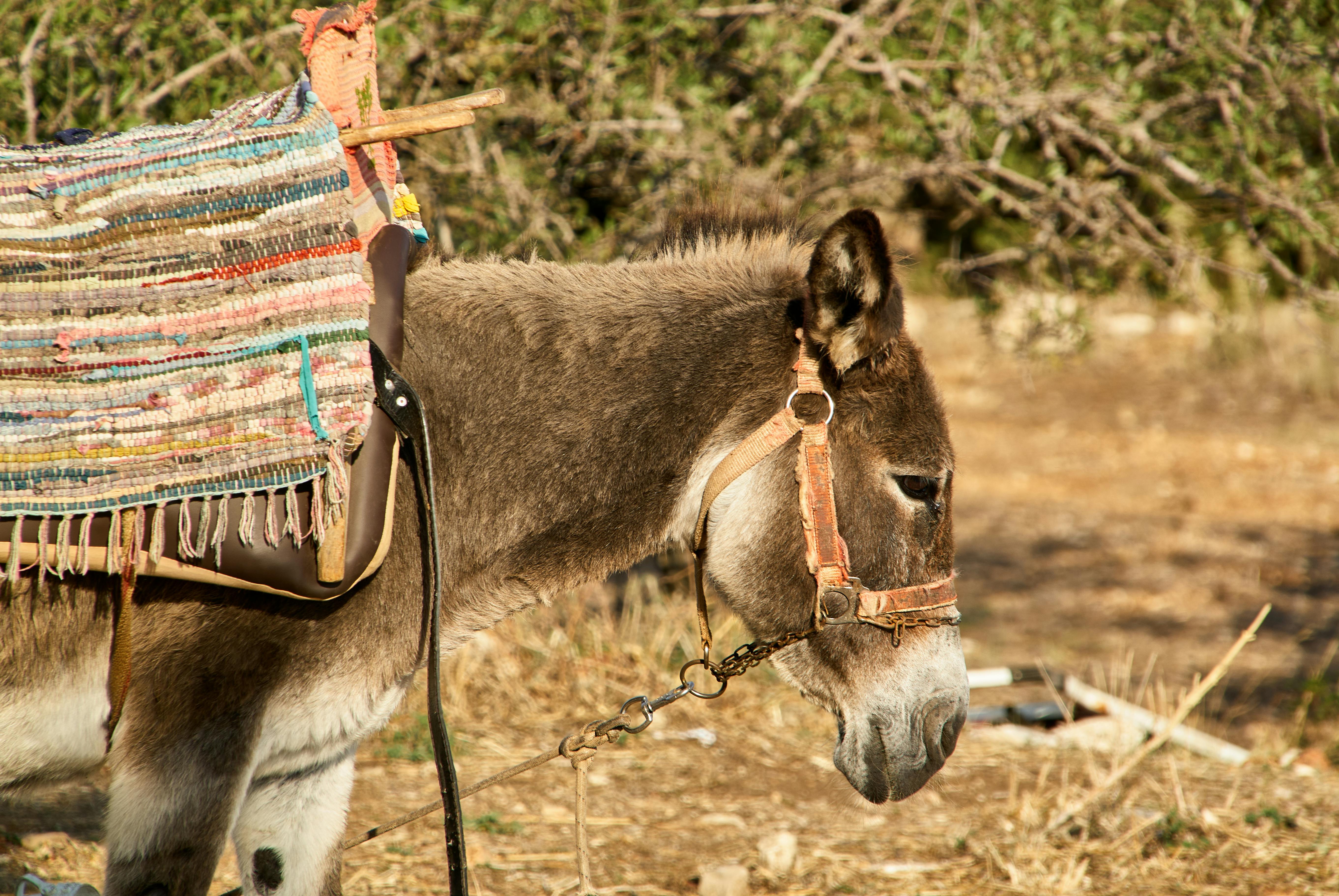 Donkey in Harness · Free Stock Photo