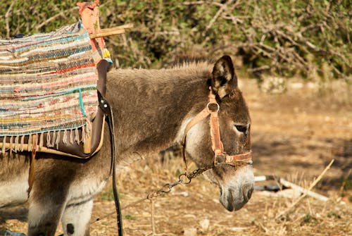 Foto profissional grátis de animal, arreios, asno