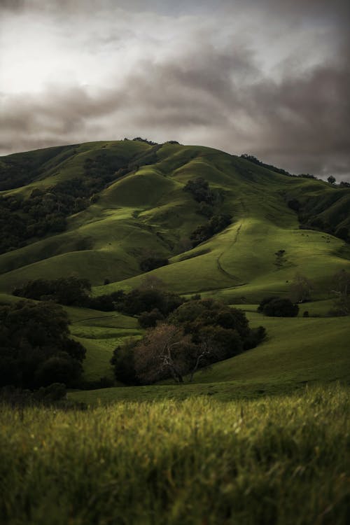 Landscape of Green Hills with Trees under a Cloudy Sky 