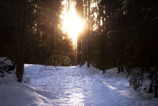 Serene winter forest path with sunlight streaming through trees, highlighting snowy landscape.