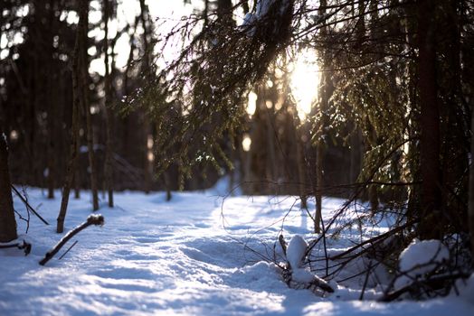 Tranquil winter forest scene with sunlight filtering through snowy trees.