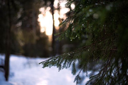 Evergreen Tree in Winter