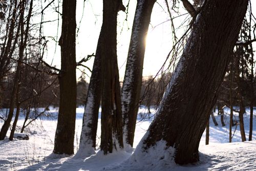 Free Serene winter forest with snow-covered trees and sunlight filtering through, creating a peaceful landscape. Stock Photo
