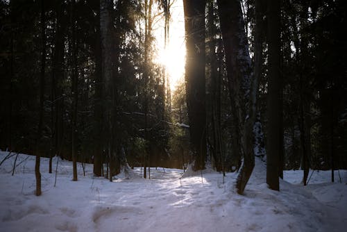 Photos gratuites de conifère, forêt, hiver