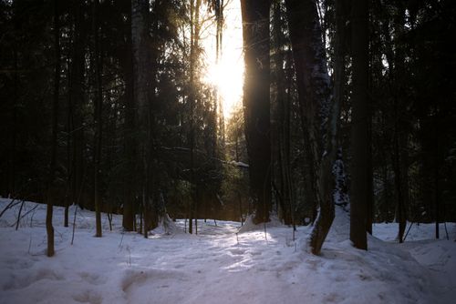 Free Sunlight filters through the trees in a tranquil snow-covered forest during winter. Stock Photo